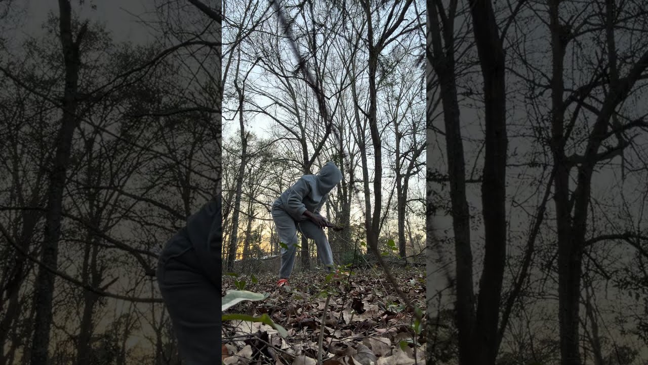 Clearing the backyard 