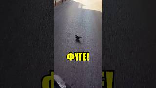 «ΠΑΤΗΣΑ ΤΟ ΠΕΡΙΣΤΕΡΙ!!»