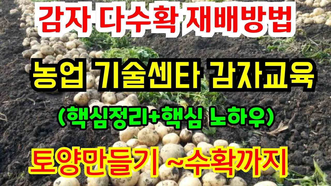 감자 다수확 재배방법 / 농업기술센타 (토양만들기~수확까지) 교육핵심요약 #감자 재배방법 #감자 심는시기와 방법