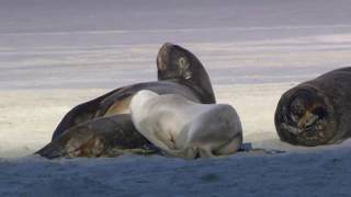 Windows 7 - Wildlife.wmv in HD (Naturaleza) (Original)