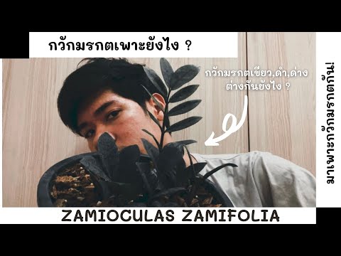 วีดีโอ: Zamioculcas: ความแตกต่างทั้งหมดของการดูแลต้นไม้ดอลลาร์ที่บ้าน + รูปถ่ายและวิดีโอ