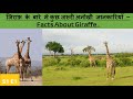       amazing facts about giraffe unrythemic world special  s1e1