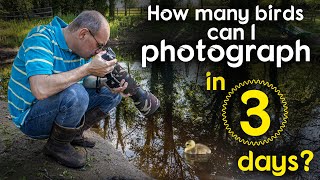 How many birds can I photography in three days