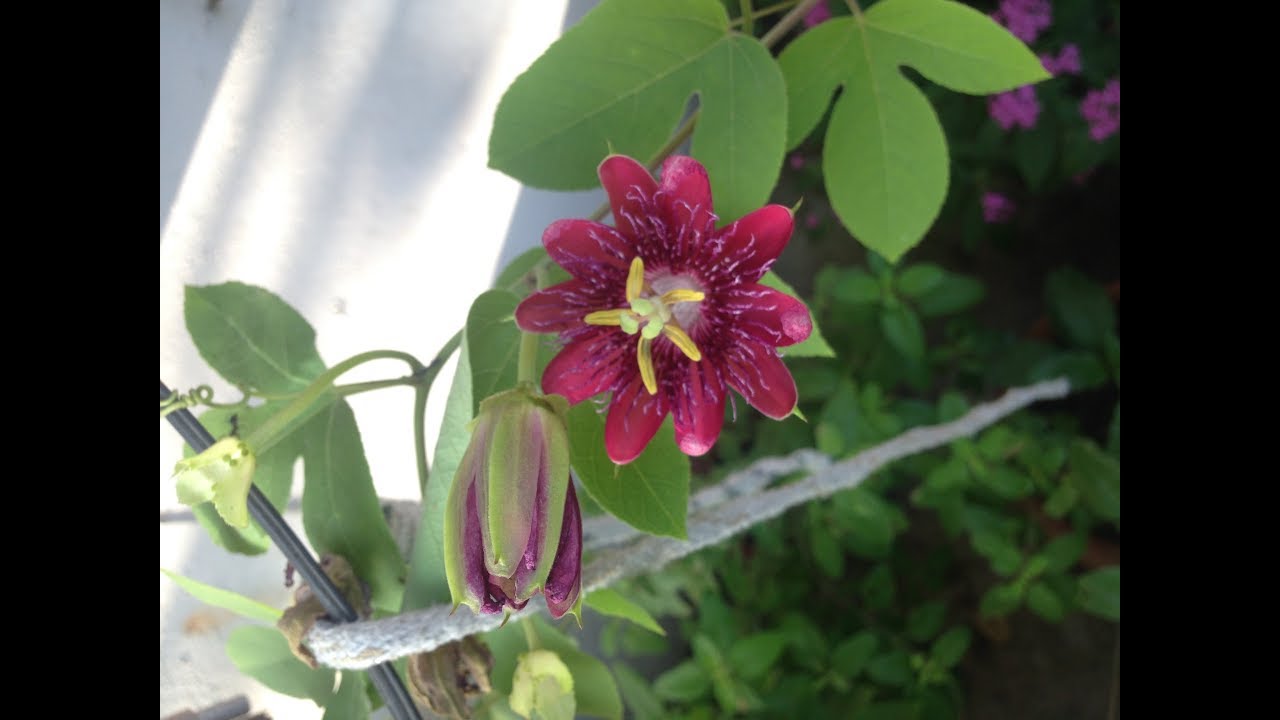 How to grow & care Passion ЁЯП╡ flower plant