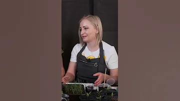Чем заменить фитолампу?