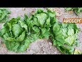 Как выращивать салат Айсберг? КФХ Юрия Коровина, Калининградская область.