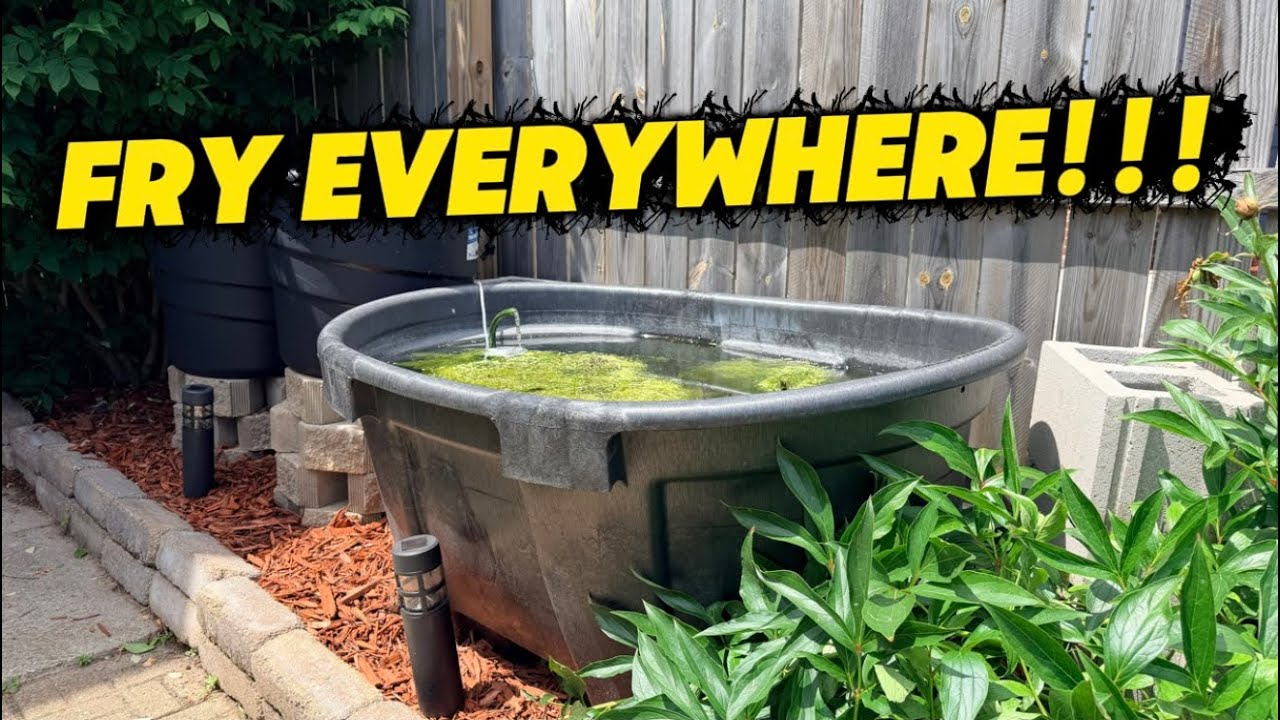     Rice Fish Fry EVERYWHERE! Summer Tub Update & Heat Wave Advice