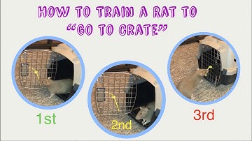 How to Train a Rat to "Go to Crate/Carrier"