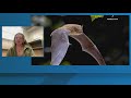 11Alive News: The Take | UGA study: Bats glow in the dark? (10/30/25)