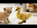 Funny duckling scared daddy cat and thinks that kitten is his mom