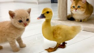 Funny duckling scared daddy cat and thinks that kitten is his mom