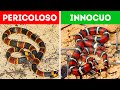 18 Serpenti Pericolosi che Dovresti Evitare a Tutti i Costi