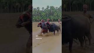 Attur🚀#animalshorts #extremenduro #extremesports #ytshorts #yt #trendingshorts #mudrunner