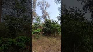 0% Network But Sokoon 100% #shorts #peaceful #nature #forest