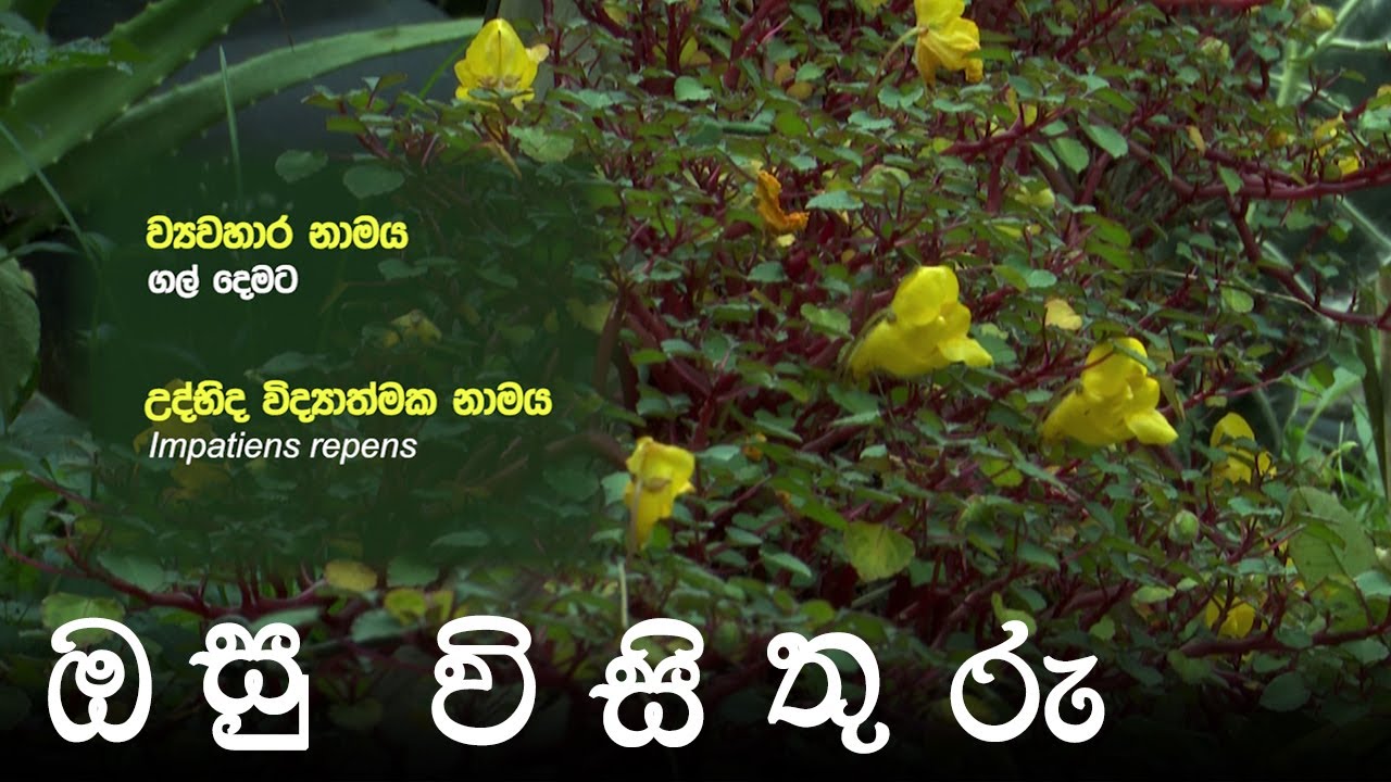 ගල් දෙමට | Impatiens repens | ඔසු විසිතුරු