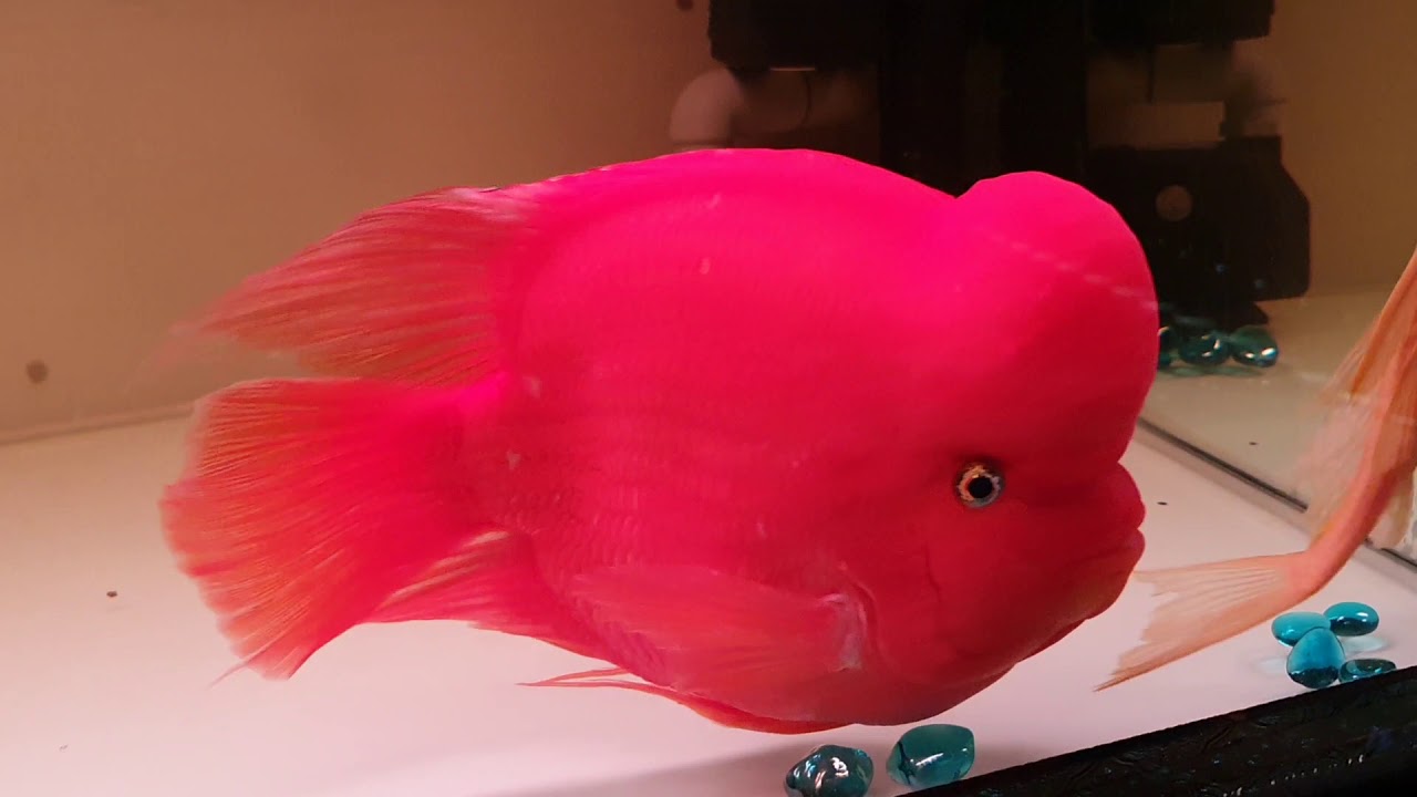 Red mammon  in Vietnamese!