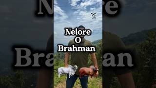 Nelore: genética, rusticidad y rendimiento en una sola raza.
