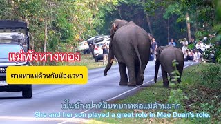 Ep.516 แม่พังหางทองกับลูก ตามหาแม่ด้วนกับน้องเวหา#wildlife #เขาใหญ่ #elephant #ช้างป่า #wildlife