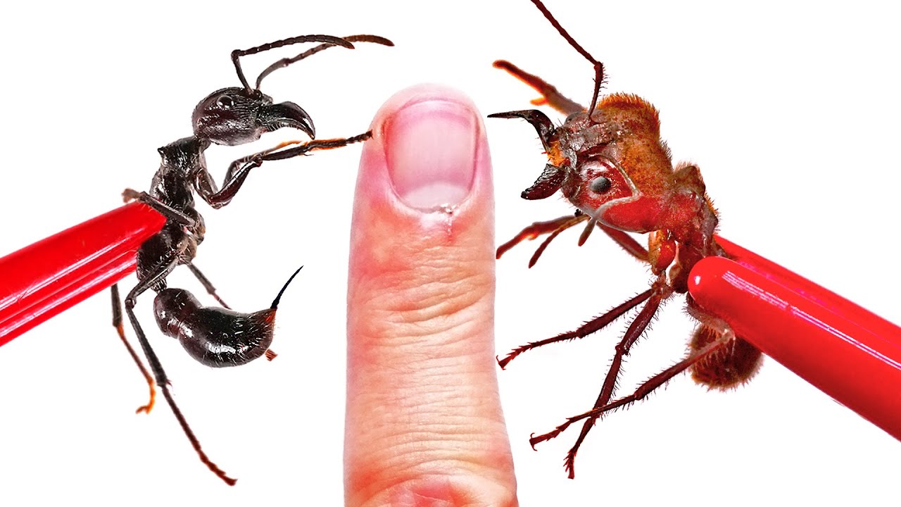 ⁣STUNG and BIT! Bullet Ant vs Soldier Ant