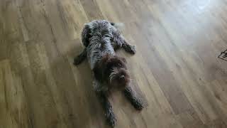 Wirehaired Pointing Griffon Back Talks After Pooping In Cage  #funny