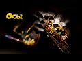 Сонник Оса Осы Сонник толкование Оса Осы К чему снятся Осы Сонник Оса Осы Сонник толкование Оса Осы К чему снятся Осы
