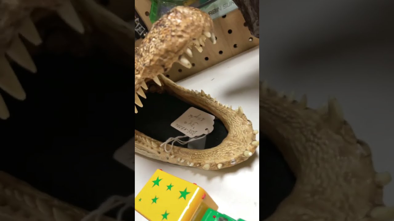 Taxidermy Alligator Head 