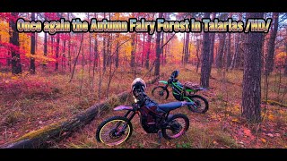 видео: И снова Осенний Сказочный Лес на Талариях /HD/ картинка: И снова Осенний Сказочный Лес на Талариях /HD/