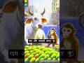 Cow vs. Monkeys: Mango War! 🐮🥭 They tried to steal, she called the police! 🚨 Justice served #shorts