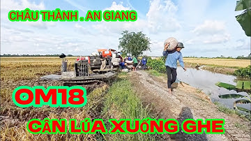 Oogst van OM18-rijst, zeer zware zakken rijst, op het veld Hoa Binh Thanh, Chau Thanh, An Giang