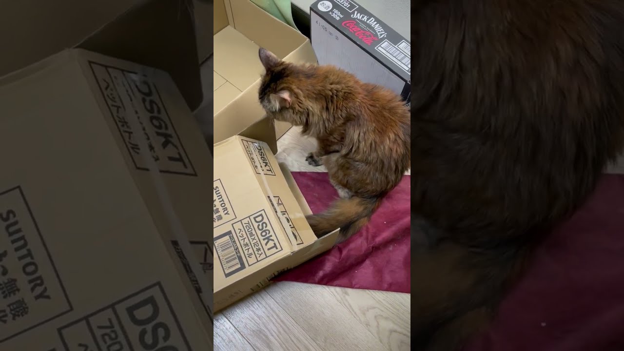 箱から出てくる猫のももこ！🐱🍑✨ Momoko the cat coming out