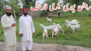 Rajan pori goat farming in pakistan   03336465522 | Rajan pori bakri farming|راجن پوری