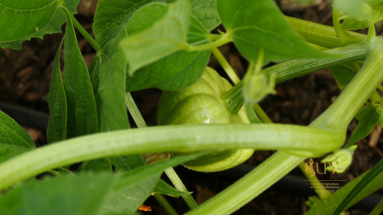 Leggy Plants From the Ground Up YouTube