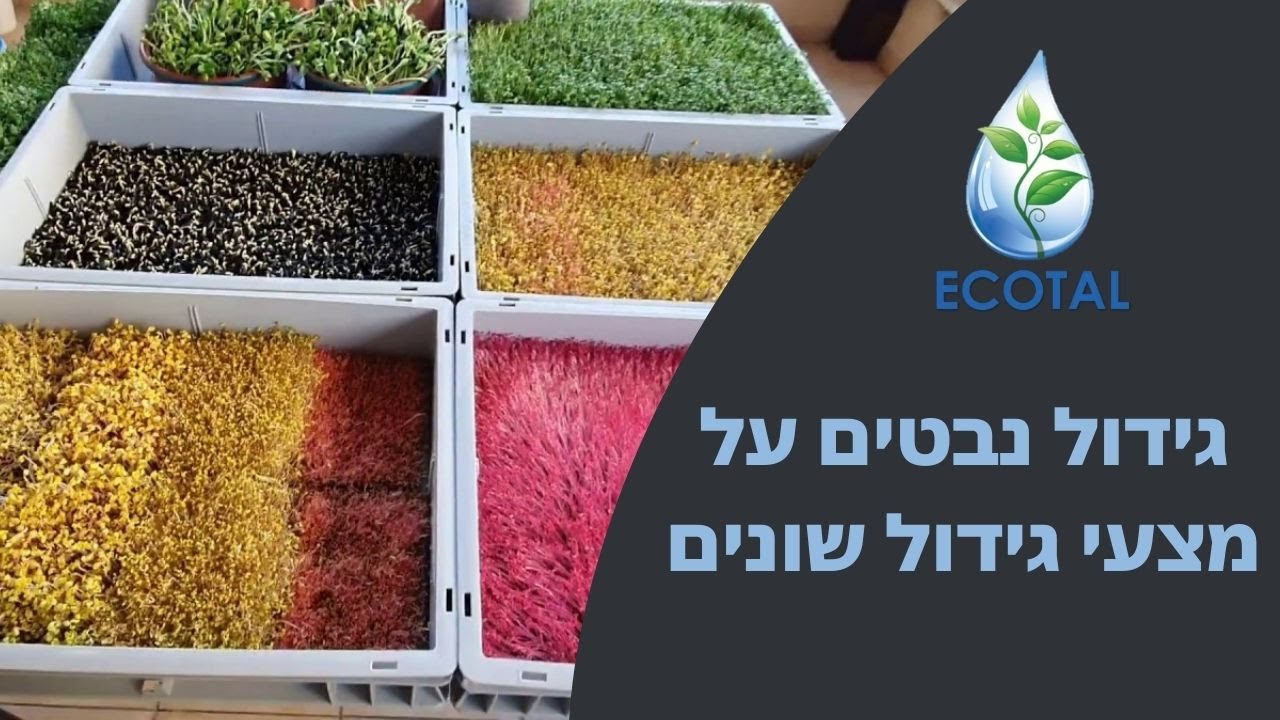 ‫גידול נבטים על מצעי גידול שונים - השוואה‬‎ - YouTube