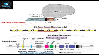 Biogenesis of Ribosomes in Eukaryotes