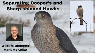 Separating Cooper's and Sharp-shinned Hawks