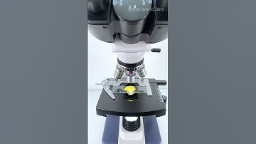 Jackfruit at 400X magnification is so cool!