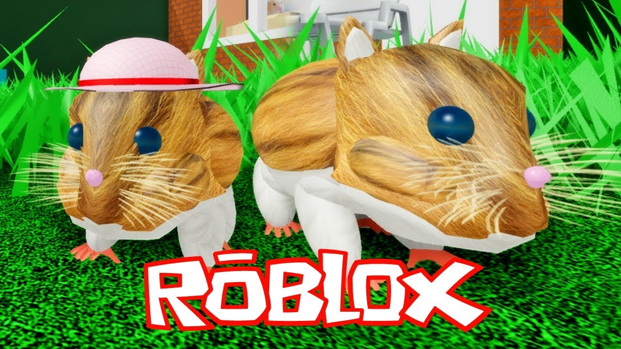 Little Hamster Simulator In Roblox Youtube - roblox hamster game