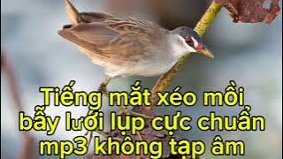 Tiếng chim mắt xéo mồi mới nhất 2025/ tiếng chim mắt xéo mồi cực chuẩn