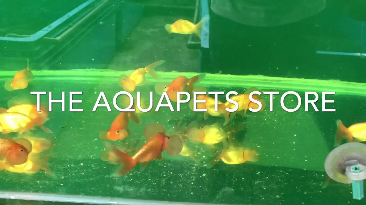 aqua pet store