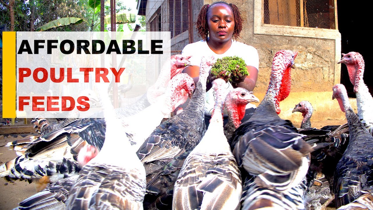 How to Boost Poultry Production: Cut Feed Costs & Double Your Egg Yield ...