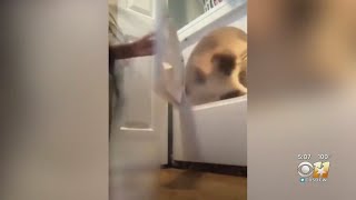 Lewisville Police Searching For Girl Who Posted Video Putting Dog Inside Dryer Lewisville Police Searching For Girl Who Posted Video Putting Dog Inside Dryer