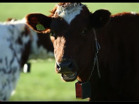 Video: For å Spise Kjøtt Rolig, Tenker Vi På Kuer Som Dyr Som Ikke Forstår Noe - Alternativ Visning