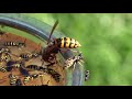 Giant Hornet and Yellow Jacket Wasps TRAPPED open container side by side