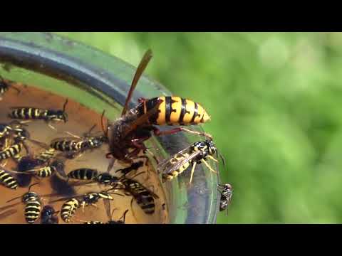 Trapping Wasps, Hornets and Yellow Jackets, Best Bait, Mixture and