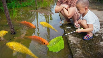 Em ổi tìm bắt cá vàng kỳ lạ ở vũng nước nông #cávàng #cátrêvàng #tìmbắtcávàng #bắtcávàng