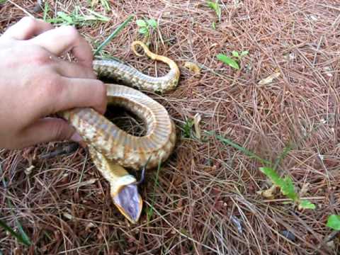 Hognose Snake Playing Dead, I still wouldn't touch it😱🐍, By ViralHog