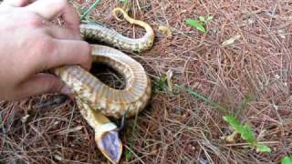 Watch: Hognose Snake Fakes Death In Most Overacted Way