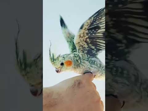 Smart And Funny Parrots 🦜 – Parrot Talking Videos Compilation