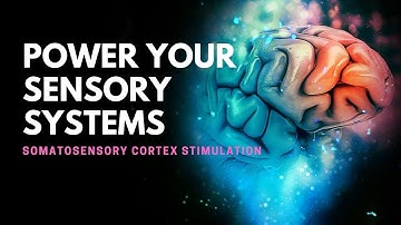 Somatosensory Cortex | Boost Your Brain Body Connection | Power Your Sensory Systems | Stimuli