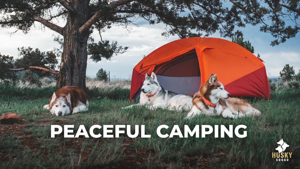 Camping With Dogs Smith Rock State Park | HUSKY SQUAD - YouTube